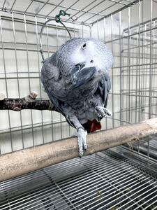 譲渡が原則禁止の希少種ペット、「種の保存法」の規制緩和を検討…飼い主死亡などに対応・引き受け手不在や散逸防ぐ