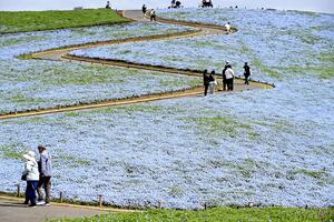 見頃迎えたネモフィラの丘、仕掛け人「花の下には忘れてはならない戦争の歴史がある」