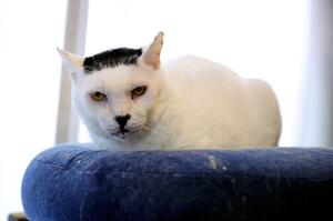 細川たかしさんに似ている猫「磯辺海苔男」天国へ、保護した時から猫エイズ「よく生きながらえてくれた」
