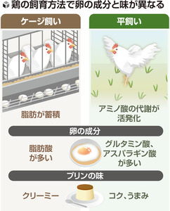 鶏の卵「ケージ飼い」と「平飼い」で異なるおいしさ、「料理や食の選択肢が増えるのでは」…東京農工大などの研究チーム