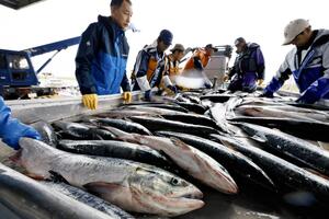 秋サケが記録的不漁、飲食店は北海道産をチリ産に「苦肉の策だが仕方ない」…イクラ卸値は前年の２倍