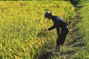 日本酒も「ドメーヌ化」…酒蔵自ら酒米栽培、米・水にこだわり「その土地ならではの味わい」